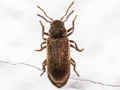 Anobium punctatum